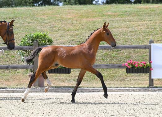 Foto: Katalognummer 1 (Hengst v. Vigaro x Araconit ) - Fotograf: Hubert Fischer