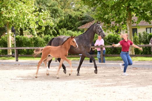 Foto: Siegerhengstfohlen des Hell-Championats 2022 - ein Sohn des Acodetto aus einer Mutter von Diego de Semilly (Hof Thormählen) - Fotograf: Janne Bugtrup