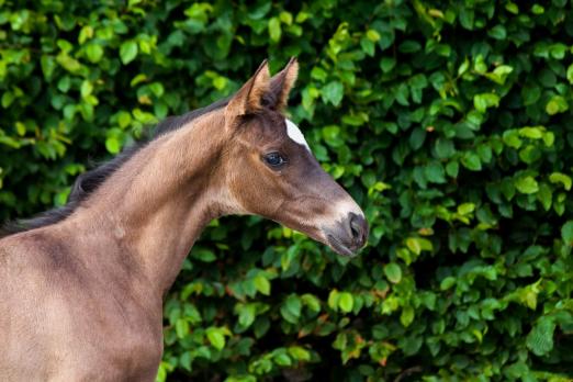 Foto: Trakehner Bundesturnier Fohlenauktion 2018: Edler Nachwuchs wie dieser Sohn des Rheinklang erobert am 7. Juli alle Herzen - Fotograf: privat