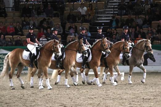 Foto: Gefeierte Quadrille des Haflinger-Freundeskreis - auch in diesem Jahr beim Schaunachmittag des Pferdestammbuch SH/ HH dabei - Fotograf: Katharine Levka
