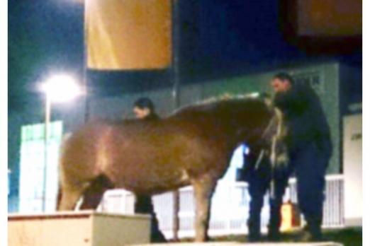 Foto: Pferd wurde mit Verbandsmaterial gesichert - Fotograf: Polizei Bochum