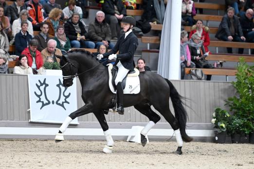 Foto: Die große dänische Hengststation Hesselhøj schickt am 23. Februar fünf exquisite Dressurvererber zur Trakehner Hengstschau nach Münster-Handorf, darunter den zweifachen Trakehner Dressurchampion Hallifax v. Schwarzgold - Fotograf: Dr. Peter Richterich