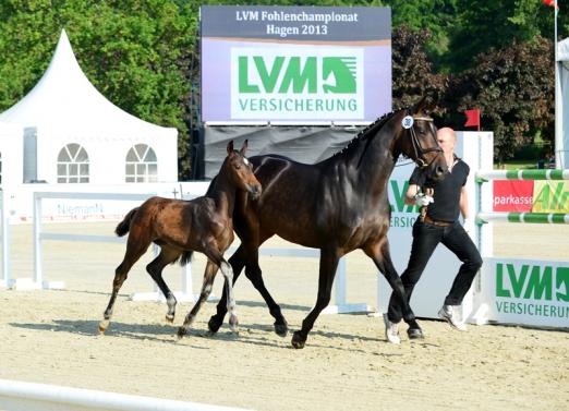 Foto: Siegerfohlen der Hengste bei der Qualifikation zum Deutschen Fohlenchampionat auf dem Hof Kasselmann 2013. Hengstfohlen von Fürst Romancier x Sandro Hit aus der Zucht von Dr. Friederike Rehkamp aus Bersenbrück - Fotograf: Mark Große Feldhaus