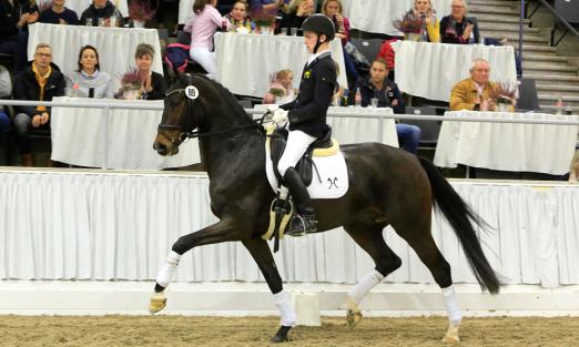 Foto: Preisspitze der Verdener Auktion im November: Quedez v. Quantensprung/Sirtaki - Fotograf: VHW, Tammo Ernst