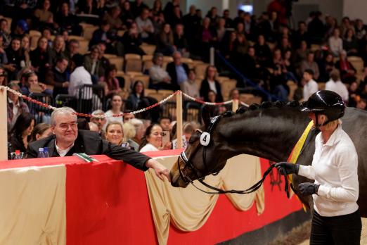 Foto: Zum Sensationspreis von 420.000 Euro wechselte der Trakehner Siegerhengst Havertz v. Blanc Pain in den Besitz des Gestüts Sprehe. - Fotograf: Stefan Lafrentz