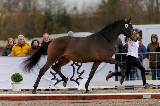 Foto: Der Trakehner Siegerhengst Havertz v. Blanc Pain aus der Zucht von Michaela Böhn, Harsefeld, überzeugte bei jedem Auftritt bei der dreitägigen Körung - Fotograf: Stefan Lafrentz