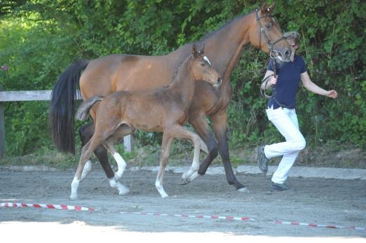 Foto: Hengstfohlen von Heartbreaker - Larimar - Fotograf: Dill