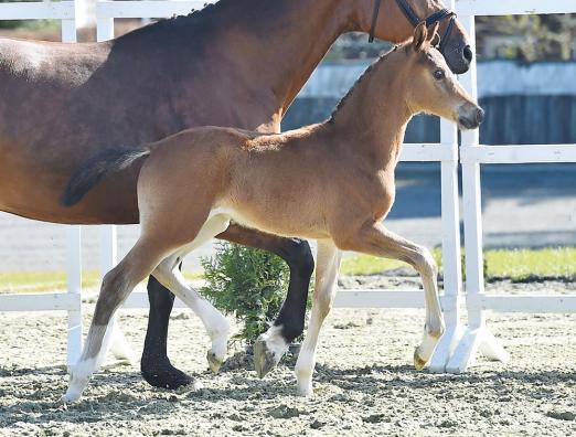 Foto: Ein Spitzenfohlen der Extraklasse: Heartpower v. Heartbreaker - Voltaire - Veneur du Luc. Seine Mutter ist die Schwester von Pénélope Leprevost‘s gekörten und international hocherfolgreichen Spitzenpferd Topinambour v. Heartbreaker - Fotograf: Gerstenkorn