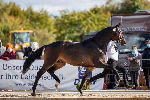 Foto: Der Trakehner Hengstmarkt in Neumünster wurde mit der Pflastermusterung eröffnet. Hier präsentiert sich der Hengst Rheinglanz v. Helium - Fotograf: Stefan Lafrentz