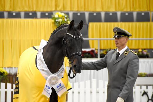 Foto: Hannoveraner Hengst des Jahres 2019: Stolzenberg - Fotograf: Hannoveraner Verband