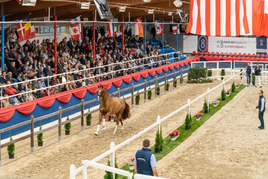 Foto: Erleben Sie die spannenden Oldenburger Hengst-Tage 2023 - Fotograf: OLD Art
