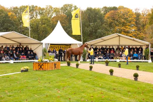 Foto: Hannoveraner Verband