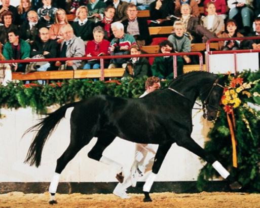 Foto: Heraldik xx - Fotograf: Gestüt Birkhof