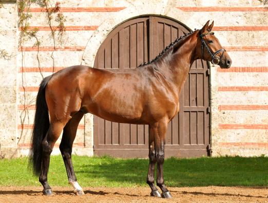 Foto: Jetzt auch in Hannover: Herbstkönig/T., zweifacher Trakehner Bundeschampion 2011 und 2012, Teilnehmer Bundeschampionate Warendorf 2012 mit Theresa Wahler - Fotograf: Lafrentz