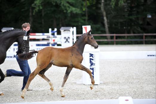 Foto: Siegerstutfohlen 2011 von Blue Hors Romanov auf dem Zuchthof Klatte - Fotograf: Tanja Becker