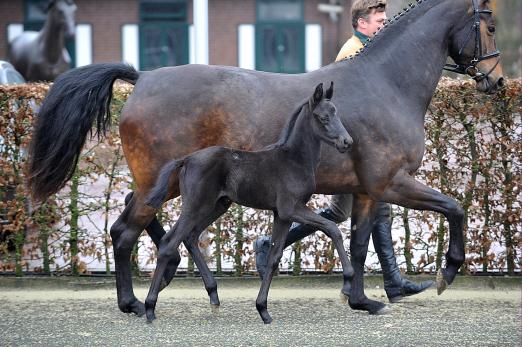 Foto: Totilas-Hengstfohlen aus der Zucht von Hilde und Paul Wendeln - Fotograf: Tanja Becker