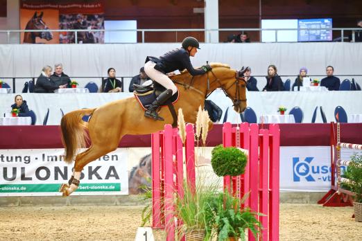 Foto: Sicherte sich gleich den ersten Sieg beim CSI Neustadt-Dosse - Hilmar Meyer mit Orion ter Doorn - Fotograf: B. Placzek