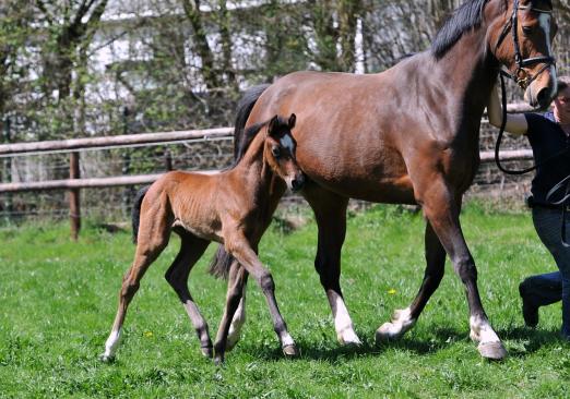 Foto: Stutfohlen v. Hermes de Lux-Cristallo I, Z.: Gestüt Gut Neuenhof, Nideggen - Fotograf: Tanja Becker