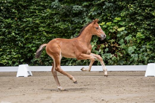 Foto: Katalognummer 3, Kentano DKG v. Keaton-Amber - Fotograf: Janne Bugtrup)