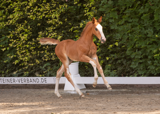 Foto: Erlesene Genetik, herrlicher Habitus: Diese Tochter des Baloubet du Rouet kommt am 5. August beim CSI Hof Waterkant zur Auktion - Fotograf: Janne Bugtrup)