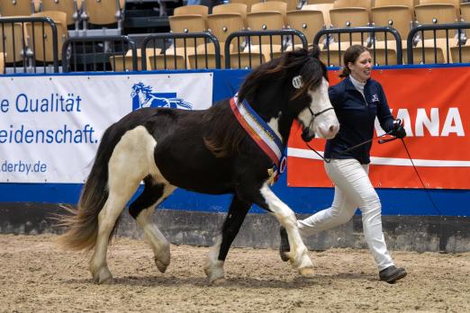 Foto: Erneut ein DR-Siegerhengst für Peter Böge - Steendieks Extra Energie stammt aus piekfeiner Familie und avancierte beim Pferdestammbuch SH/ HH zum “Primus inter Pares” - Fotograf: Volker Hagemeister