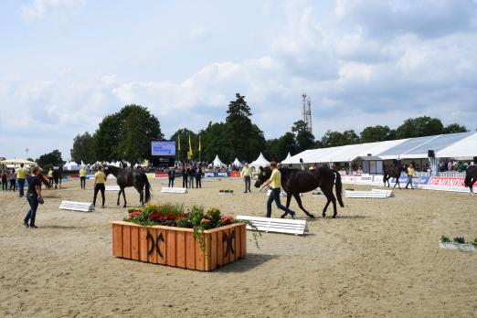 Foto: Hannovers beste dreijährige Stuten präsentieren sich bei der Herwart von der Decken-Schau am 6. August - Fotograf: Hannoveraner Verband