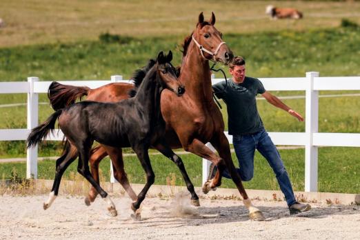 Foto: Stute mit Hengst-Fohlen: Global Anour x Vitalis x St. Moritz, Zucht: Familie Schepper - Fotograf: Sabine Wittlinger Foto: Stute mit Hengst-Fohlen: Global Anour x Vitalis x St. Moritz, Zucht: Familie Schepper - Fotograf: Sabine Wittlinger