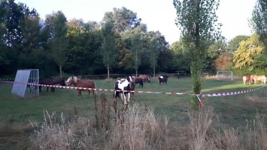 Foto: Die eingefangenen Pferde auf einem Sportplatz - Fotograf: Polizei Hannover