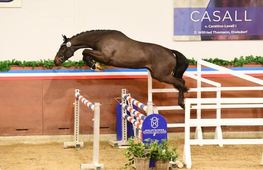 Foto: Casall von Caretino x Lavall I - Fotograf: Holsteiner Verband