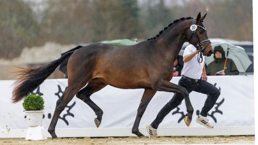 Foto: Sie trotzten Sturm und Regen: Die Trakehner Hengste absolvierten ihre erste Kördisziplin am Donnerstag, den 27. November bei der Musterung auf dem Pflaster an den Holstenhallen mit Bravour - Fotograf: Sportfoto Lafrentz