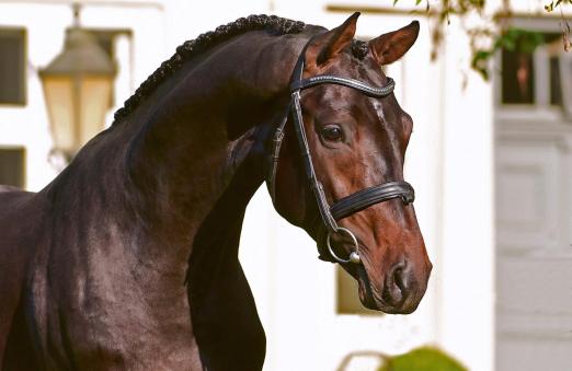 Foto: Cascolero - Fotograf: Janne Bugtrup