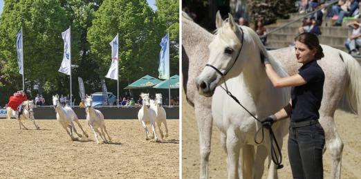 Foto: Impressionen des Auftritts in Mannheim - Fotograf: Haupt- und Landgestüt Marbach Foto: Impressionen des Auftritts in Mannheim - Fotograf: Haupt- und Landgestüt Marbach