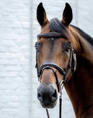Foto: United Touch S - Fotograf: Richard Vogel Sporthorses Foto: United Touch S - Fotograf: Richard Vogel Sporthorses