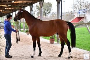 Foto: ICATCHER DE BALOU STAR (Balou Star x Lordanos x Veloce de Favi AA) - Fotograf: @photoslesgarennes
