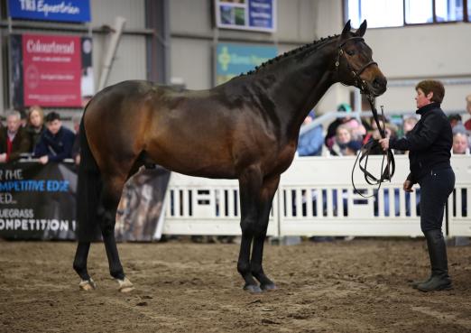 Foto:Jack the Robin xx: Englischer Vollblutvererber von besonderer Güte für die deutsche Reitpferdezucht - Fotograf: Schoukens