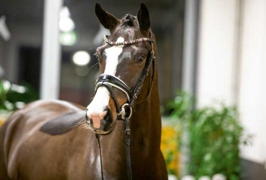 Foto: Fiadora v. Fürsten-Look/Valentino wurde für 218.000 Euro nach Frankreich versteigert - Fotograf: Hannoveraner Verband