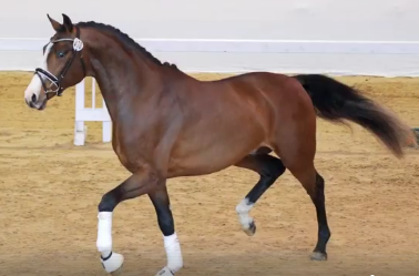 Foto: JOHNY JOHNSON ( Johnson x Wolkentanz) - Fotograf: Screenshot facebook-Video