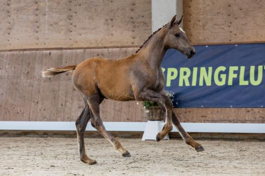 Foto: Die Katalognummer 4: Jonas von der Wiesharde, ein Sohn des Jaloubet VDL, wird am Samstag in Hörup beim Springflutfestival versteigert - Fotograf: Stefan Lafrentz