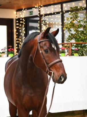 Foto: Preisspitze KN 102 San Severinus v. Si Senor M - Cassone - Fotograf: PZVBW Foto: Preisspitze KN 102 San Severinus v. Si Senor M - Cassone - Fotograf: PZVBW