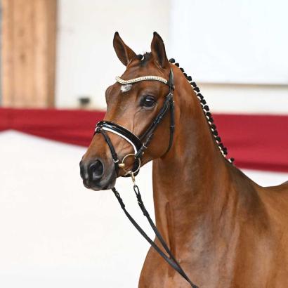 Foto: Kat.-Nr. 6 Giorgio von Galaxy x Sungold - Fotograf: Deutsches Sportpferd