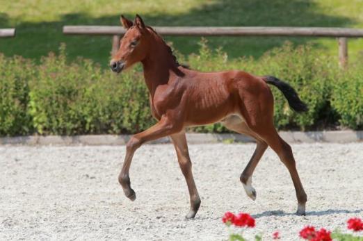 Foto: Lord Leopold - Fotograf: Krenz