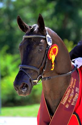 Foto: KAISERSTOLZ v. KRONPRINZ/T.-PIK JUNIOR (Süddeutscher Champion 2013) - Fotograf: Schreiner