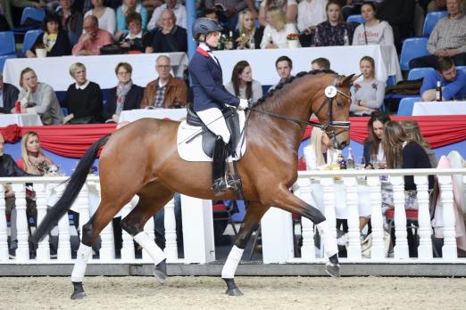 Foto: Preisspitze der 88. Frühjahrs Elite-Auktion im Oldenburger Pferde Zentrum Vechta: Karabella v. Zack - Sunny Boy - Donnerhall - Fotograf: LL-Foto