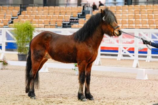 Foto: Imposant und trittsicher - Schleswiger Kaltbluthengst bei der Pflastermusterung im Innenhof der Holstenhallen - Fotograf: Ch. Beeck