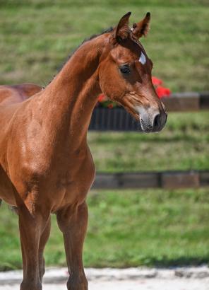 Foto: Kat.-Nr. 19 Ermitage Kalone x Diarado - Fotograf: Hubert Fischer