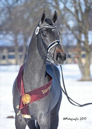 Foto: Springsieger von Lloyd George - Fotograf: Hubert Fischer