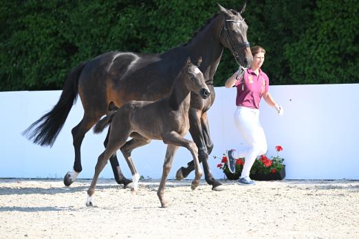 Foto: Preisspitze Sweet Surprise LH - Fotograf: Hubert Fischer