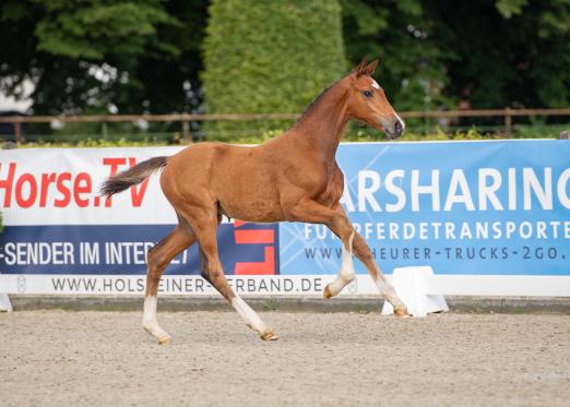Foto: Die Casall-Tochter Talia vom Borndeich ist Teil von Tomorrow’s Champions by Holsteiner“ – powered by DERBY Pferdefutter - Fotograf: Janne Bugtrup