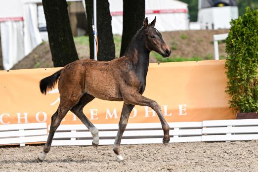 Foto: Kat.Nr. 1 Escador HS v. Escamillo - Bailamos Biolley (Dressurfohlen) - Fotograf: Beelitz