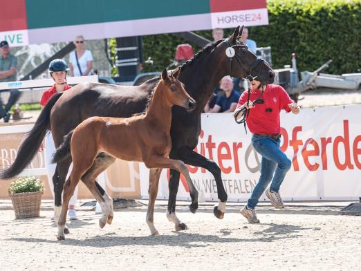 Foto: Kopfnummer 1 Vantastisch avancierte zur Preisspitze der Auktion - Fotograf: Reckimedia 